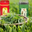 Nguồn gốc của cây chè ( trà) và văn hóa uống trà của người Việt