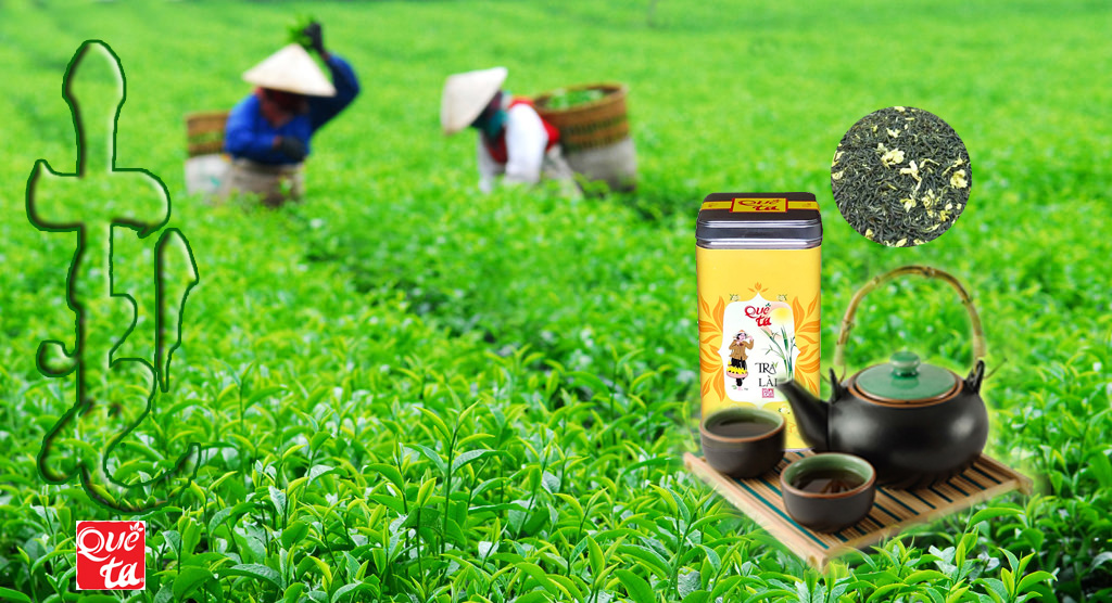 Vườn trà lài Bảo Lộc